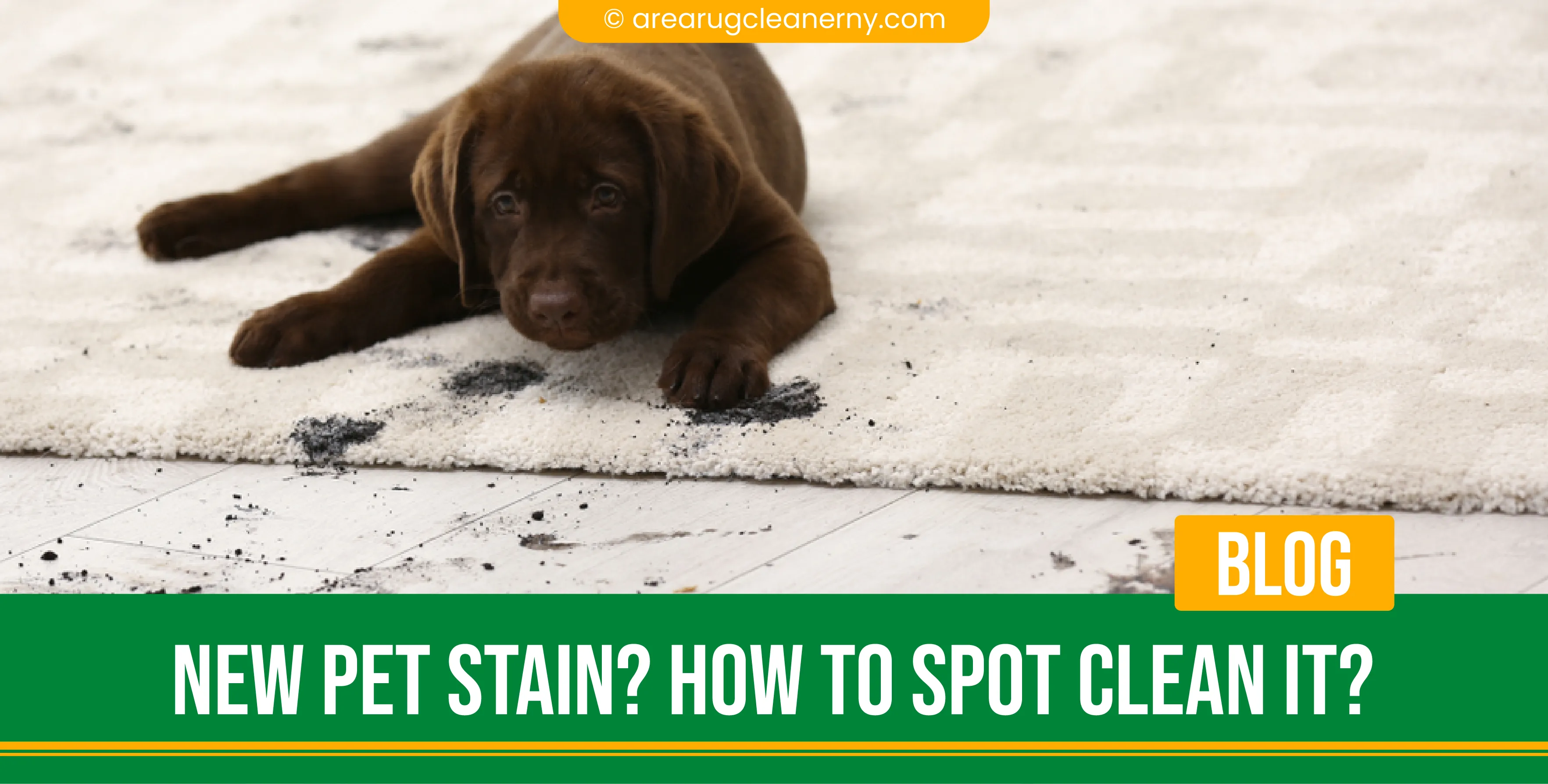 carpet cleaning in new york, carpet cleaning New York, carpet cleaners in New York, commercial carpet cleaning, commercial carpet cleaning in New York, New York rug cleaners, rug cleaning services in New York, same day carpet cleaning, same day rug cleaning, upholstery cleaning services in new york, carpet cleaning services in ny, ny carpet cleaning , rug cleaning ny, upholstery cleaning ny