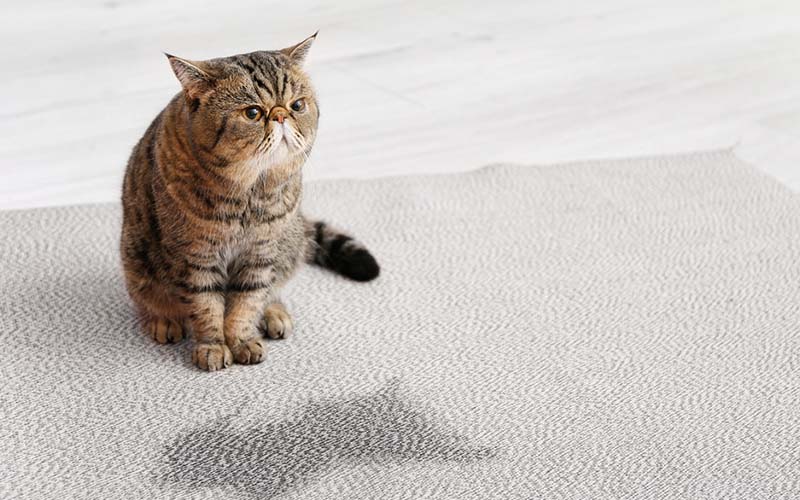 carpet cleaning in new york, carpet cleaning New York, carpet cleaners in New York, commercial carpet cleaning, commercial carpet cleaning in New York, New York rug cleaners, rug cleaning services in New York, same day carpet cleaning, same day rug cleaning, upholstery cleaning services in new york, carpet cleaning services in ny, ny carpet cleaning , rug cleaning ny, upholstery cleaning ny